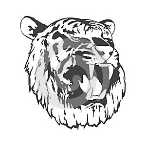 tiger head on white background