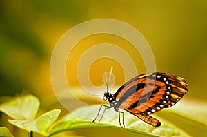 Tiger Heliconian butterfly on blurred background