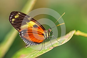 Tiger Heliconian - Heliconius ismenius