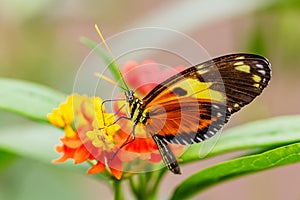 Tiger Heliconian - Heliconius ismenius