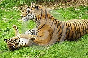 Tiger and her cub