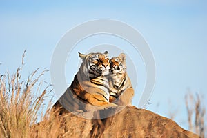 Tiger with her cub