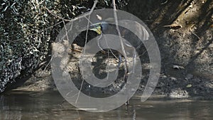 Tiger Heron hunting off a river bank in Costa Rica.