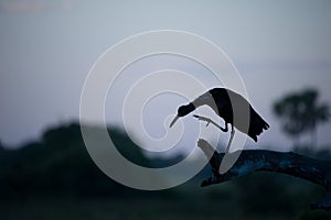 Tiger heron silhouette img