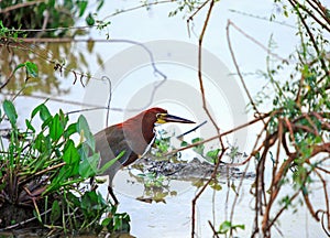 Tiger Heron standing alert on the edge of a river