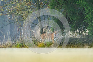 Tiger hidding on the edge of forest. Dangerous animal, taiga Russia. Siberian tiger, Panthera tigris altaica.