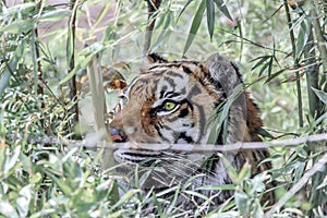A tiger hide behind plants