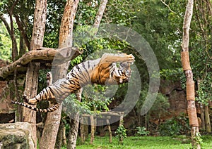 Tiger hungry in action jumping backward catch to bait food in the air photo