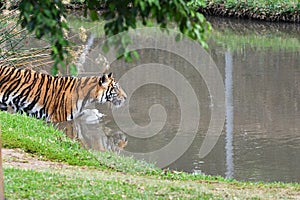 Tiger on the hunt