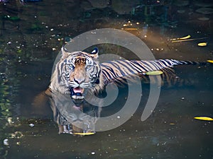 Tiger Hunt and stalking from the water