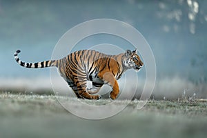 Tiger hunting on foggy morning. Siberian tiger, dangerous animal, Panthera tigris altaica.