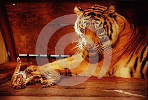 Tiger Indonesia