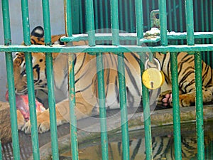 A Tiger inside a Cage with Golden Lock