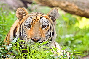 Tiger with intense look