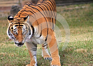 Tiger intense stare