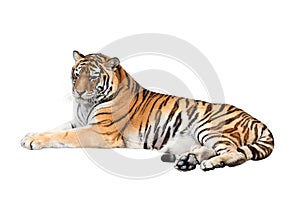 Siberian tiger isolated on white background