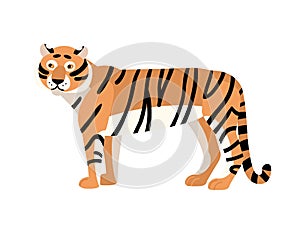 Tiger isolated on white background. Gorgeous exotic carnivorous animal with stripy coat. Graceful large wild cat or