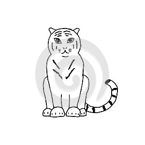 Tiger isolated on white background. Gorgeous exotic carnivorous animal with stripy coat. Graceful large wild cat or