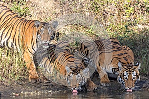 Tiger and its cub tiger Cub staring at Jungle safari jeep Bandipur National Park or Bandipur Tiger Reserve