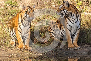 Tiger and its cubs staring at Jungle safari jeep Bandipur National Park or Bandipur Tiger Reserve