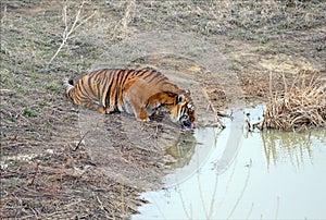 Tiger by itself in open field drinking water