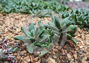 Tiger Jaws plant or faucaria tigrina