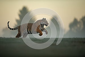 Tiger in jump on morning. Tiger profil in agressive movement. Siberian tiger, Panthera tigris altaica.
