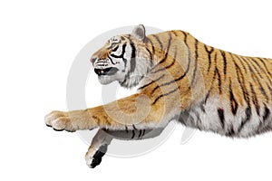 Tiger jumping attack isolated
