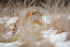 Tiger jumping in yellow grass in winter