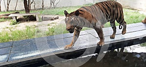 Tiger jungle indian beast ferocious