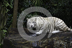 White Bengal tiger in a jungle