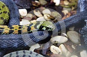 Tiger Keelback snake (Latin Rhabdophis tigrinus)