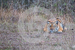 Tiger in killing mode