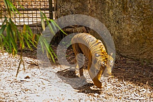 Tiger is the king of the jungle. Tiger is hunting in the forest.Tiger in zoo.