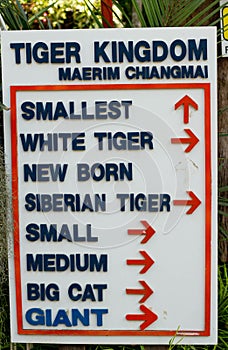 Tiger Kingdom is a very popular tourist attractions, where you can play with tigers, Thailand