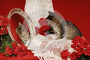 Tiger Kitten With Mirror and Begonias photo