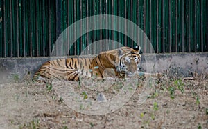 The tiger is the largest extant cat species.