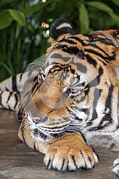 The tiger is the largest and most dangerous carnivore of the cat family