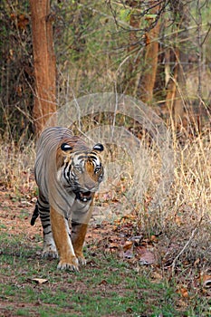 One Dangerous and Beautiful Indian Tiger photo