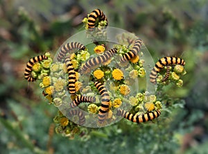 Tiger Larvae Invasion