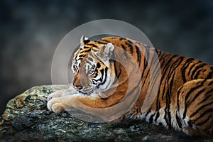 Tiger lay against dark background