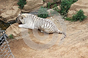 The tiger lay down and want to drink some water