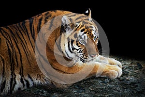 Tiger lay on rock