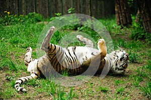 tiger laying on a back on a green grass