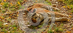 Tiger laying on back showing teeth