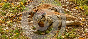 Tiger laying on back yawning wide open