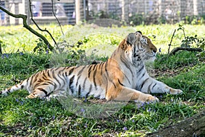 Tiger laying in bluebells