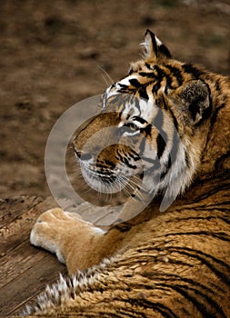 Tiger laying in Dalian Forest Zoo