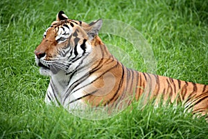 Tiger laying down