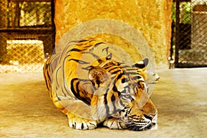 Tiger laying down on the floor